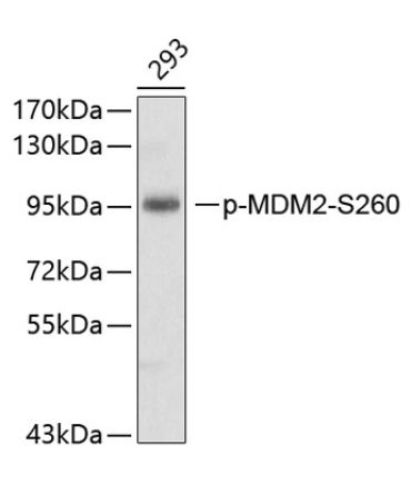 Phospho-MDM2-S260 Rabbit Polyclonal Antibody