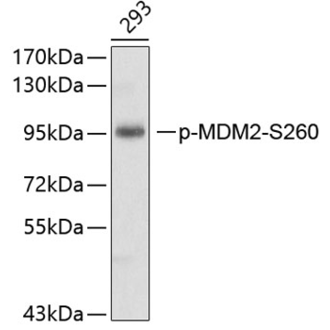 Phospho-MDM2-S260 Rabbit Polyclonal Antibody