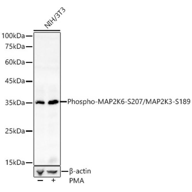 Phospho-MAP2K6-S207/MAP2K3-S189 Rabbit Polyclonal Antibody