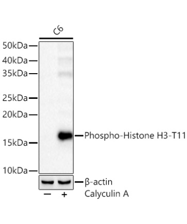 Phospho-Histone H3-T11 Rabbit Polyclonal Antibody