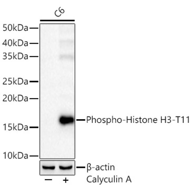 Phospho-Histone H3-T11 Rabbit Polyclonal Antibody