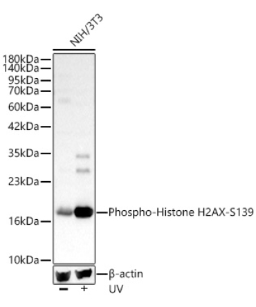 Phospho-Histone H2AX-S139 Rabbit Polyclonal Antibody