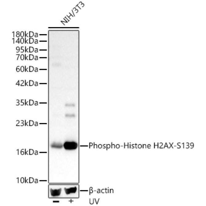 Phospho-Histone H2AX-S139 Rabbit Polyclonal Antibody
