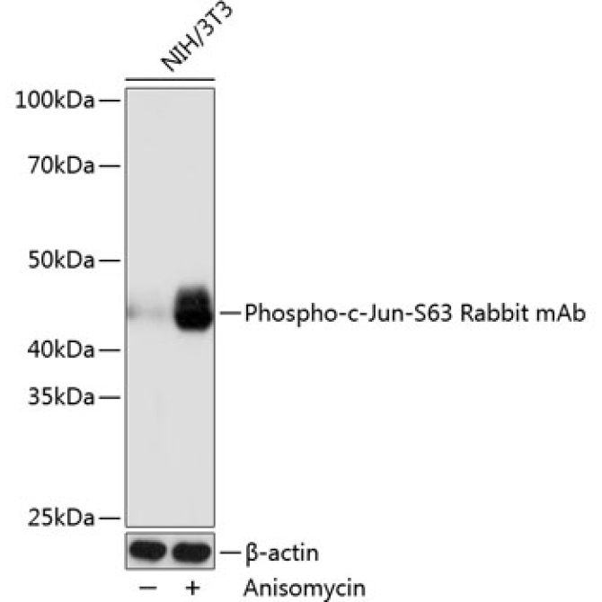 Phospho-c-Jun-S63 Rabbit Monoclonal Antibody