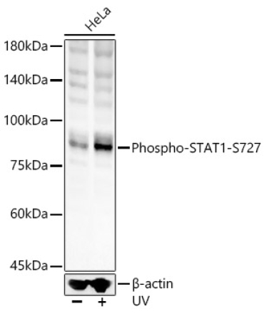Phospho-STAT1-S727 Rabbit Polyclonal Antibody