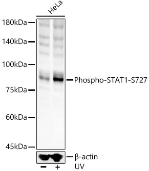 Phospho-STAT1-S727 Rabbit Polyclonal Antibody
