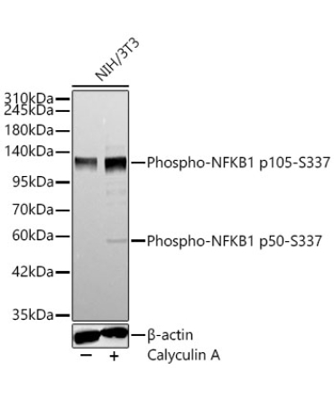 Phospho-NFKB1-S337 Rabbit Polyclonal Antibody