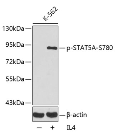 Phospho-STAT5A-S780 Rabbit Polyclonal Antibody