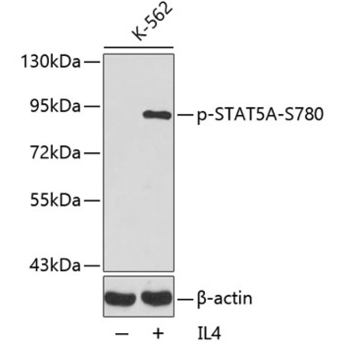Phospho-STAT5A-S780 Rabbit Polyclonal Antibody