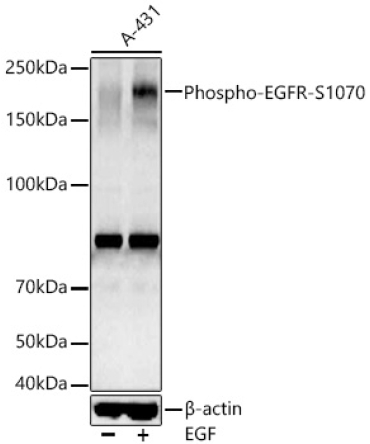 Phospho-EGFR-S1070 Rabbit Polyclonal Antibody