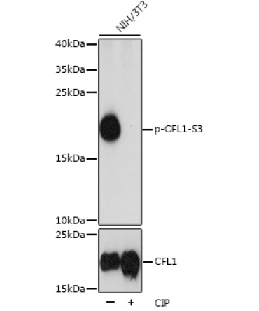 Phospho-CFL1-S3 Rabbit Polyclonal Antibody