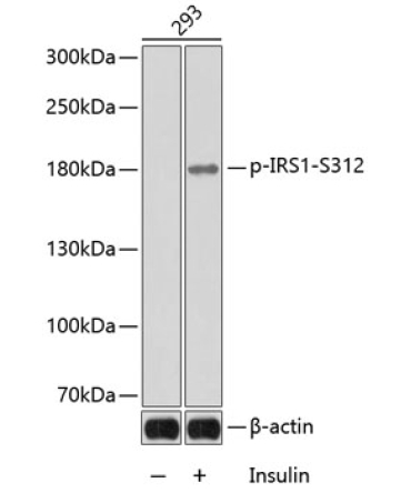 Phospho-IRS1-S312 Rabbit Polyclonal Antibody