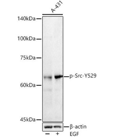 Phospho-Src-Y529 Rabbit Polyclonal Antibody