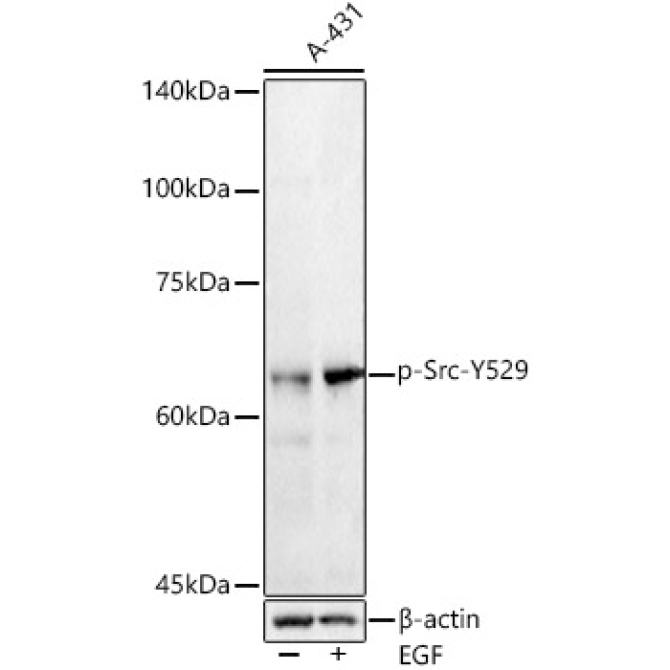 Phospho-Src-Y529 Rabbit Polyclonal Antibody