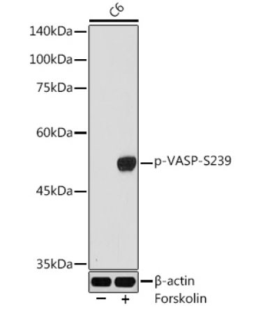 Phospho-VASP-S239 Rabbit Polyclonal Antibody