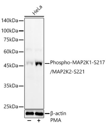 Phospho-MAP2K1-S217/MAP2K2-S221 Rabbit Polyclonal Antibody