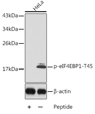 Phospho-eIF4EBP1-T45 Rabbit Polyclonal Antibody