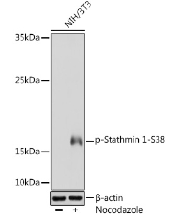 Phospho-Stathmin 1-S38 Rabbit Polyclonal Antibody
