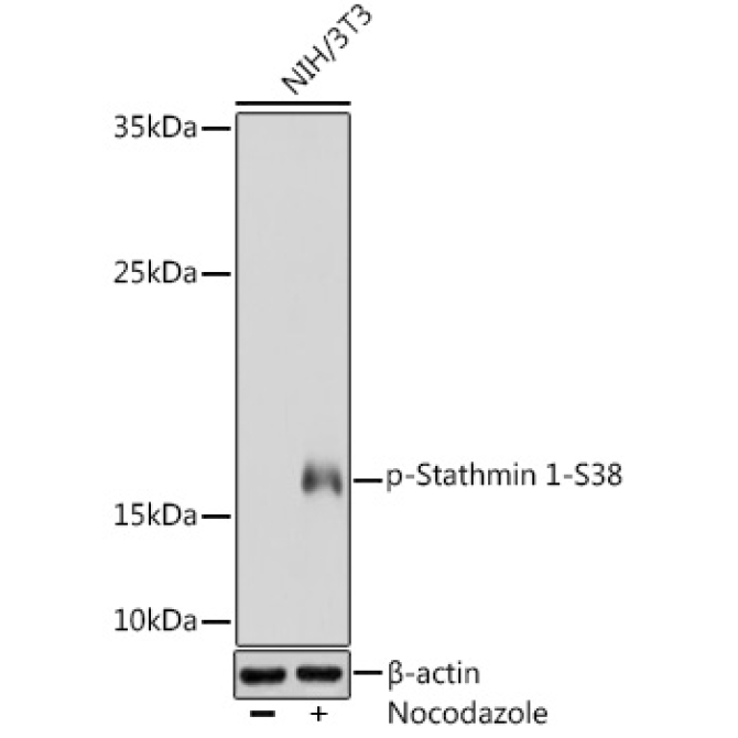Phospho-Stathmin 1-S38 Rabbit Polyclonal Antibody