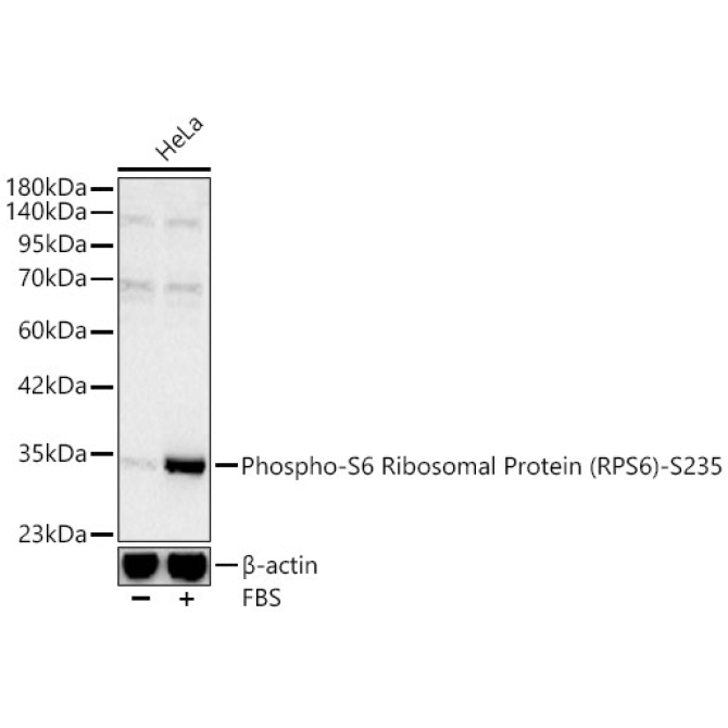 Phospho-S6 Ribosomal Protein (RPS6)-S235 Rabbit Polyclonal Antibody