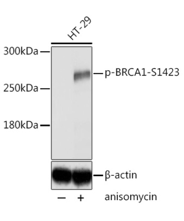 Phospho-BRCA1-S1423 Rabbit Polyclonal Antibody