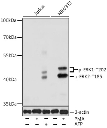 Phospho-ERK1-T202 + ERK2-T185 Rabbit Polyclonal Antibody