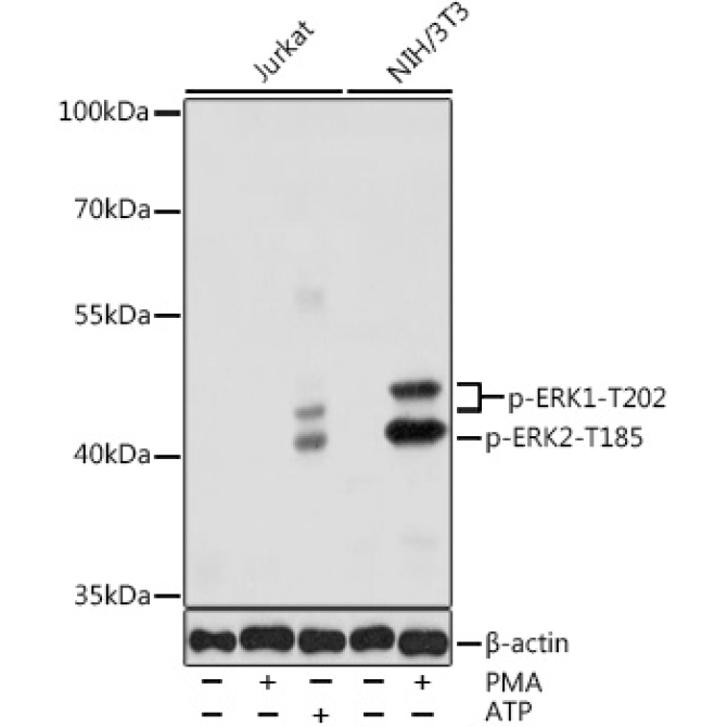 Phospho-ERK1-T202 + ERK2-T185 Rabbit Polyclonal Antibody