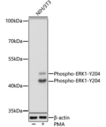 Phospho-ERK1-Y204 + ERK2-Y187 Rabbit Polyclonal Antibody