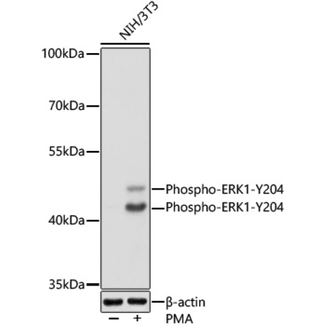 Phospho-ERK1-Y204 + ERK2-Y187 Rabbit Polyclonal Antibody