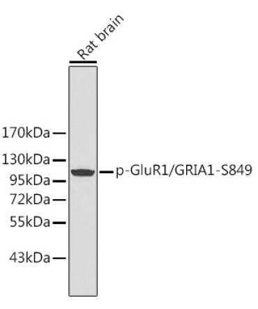 Phospho-GluR1/GRIA1-S849 Rabbit Polyclonal Antibody