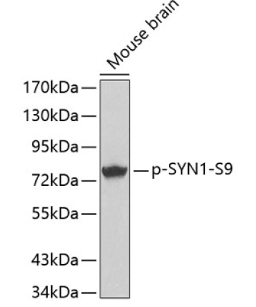 Phospho-SYN1-S9 Rabbit Polyclonal Antibody