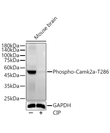 Phospho-Camk2-T286 Rabbit Polyclonal Antibody