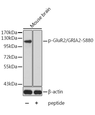Phospho-GluR2/GRIA2-S880 Rabbit Polyclonal Antibody