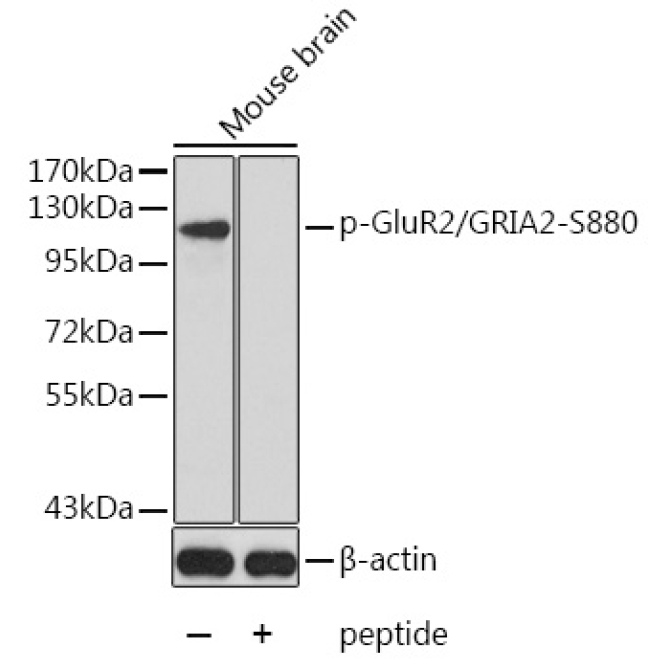 Phospho-GluR2/GRIA2-S880 Rabbit Polyclonal Antibody
