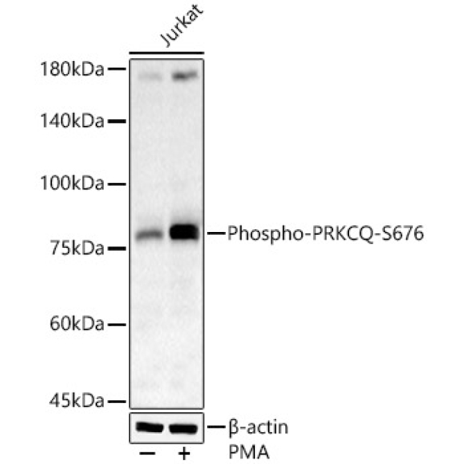 Phospho-PRKCQ-S676 Rabbit Polyclonal Antibody