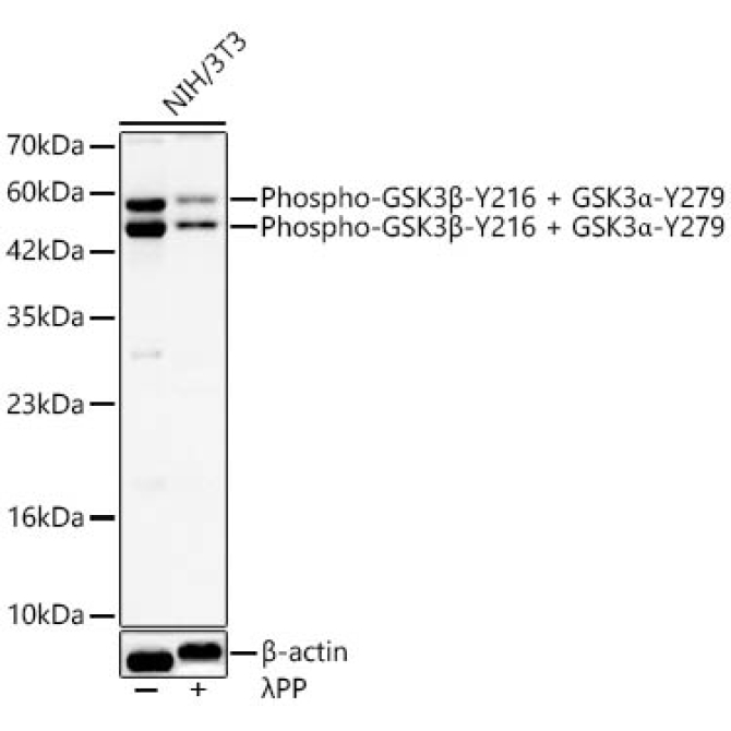 Phospho-GSK3Beta-Y216 + GSK3Alpha-Y279 Rabbit Polyclonal Antibody