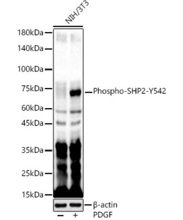 Phospho-SHP2-Y542 Rabbit Polyclonal Antibody