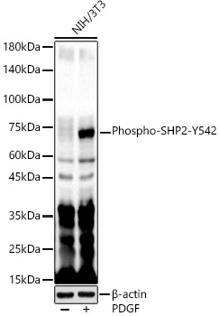 Phospho-SHP2-Y542 Rabbit Polyclonal Antibody
