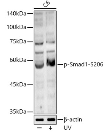 Phospho-Smad1-S206 Rabbit Polyclonal Antibody