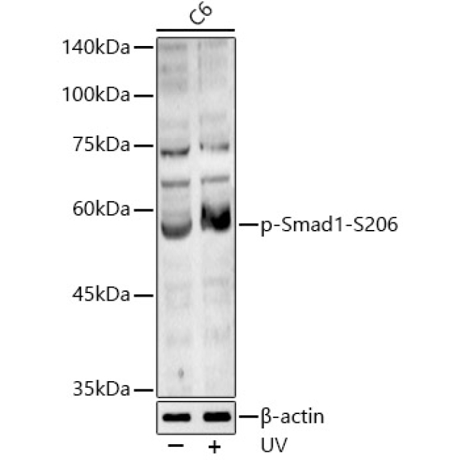 Phospho-Smad1-S206 Rabbit Polyclonal Antibody