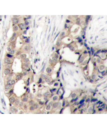 Phospho-c-Abl-Y412 Rabbit Polyclonal Antibody