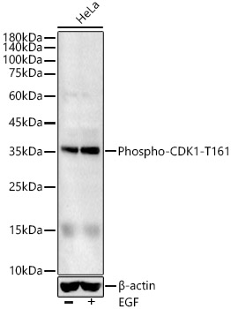 Phospho-CDK1-T161 Rabbit Polyclonal Antibody