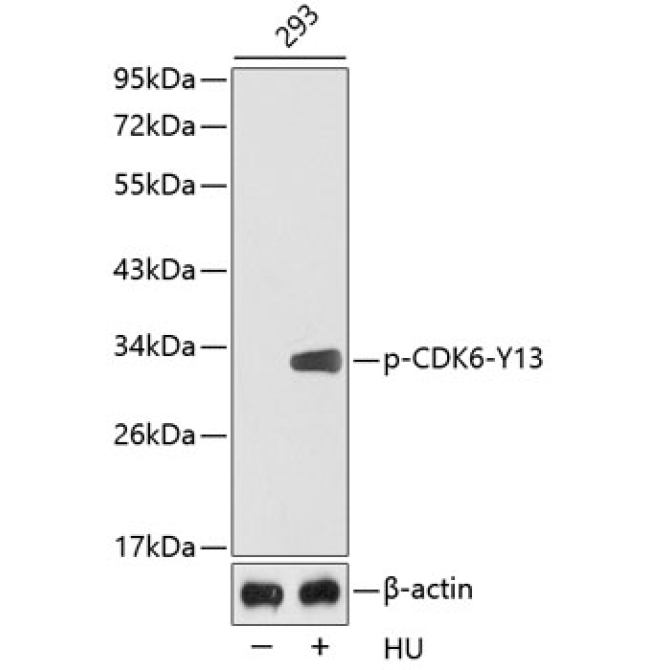 Phospho-CDK6-Y13 Rabbit Polyclonal Antibody
