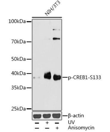 Phospho-CREB1-S133 Rabbit Polyclonal Antibody