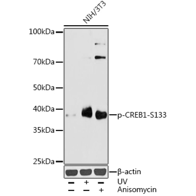 Phospho-CREB1-S133 Rabbit Polyclonal Antibody
