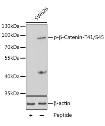 Phospho-Beta-Catenin-T41/S45 Rabbit Polyclonal Antibody