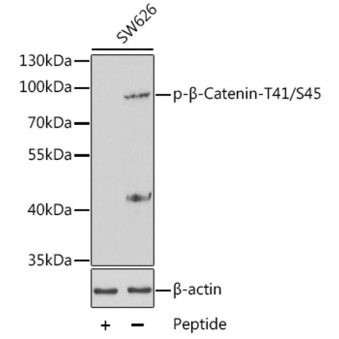 Phospho-Beta-Catenin-T41/S45 Rabbit Polyclonal Antibody