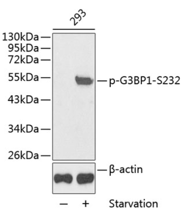 Phospho-G3BP1-S232 Rabbit Polyclonal Antibody