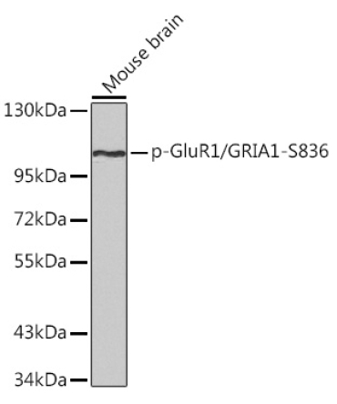 Phospho-GluR1/GRIA1-S836 Rabbit Polyclonal Antibody