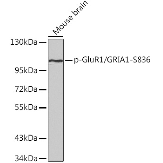 Phospho-GluR1/GRIA1-S836 Rabbit Polyclonal Antibody